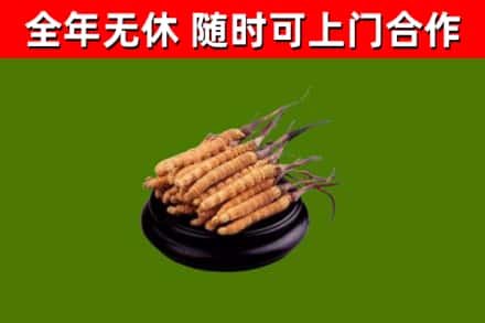 望奎回收散虫草